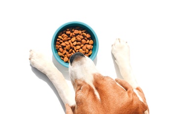 Dog eating dry food in a bowl